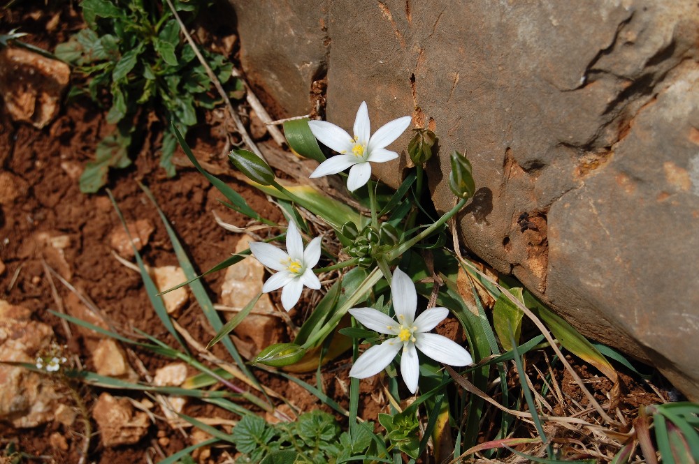 Ornithogalum montanum / Latte di gallina a foglie larghe